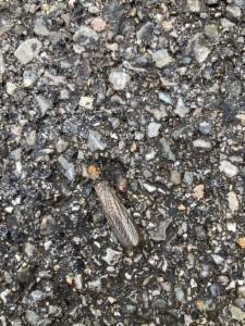 Click to view this image in a large viewer