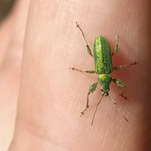 Click to view this image in a large viewer