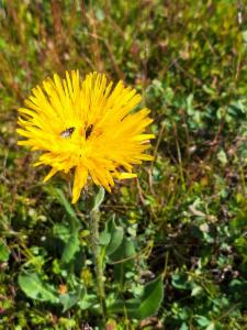 Click to view this image in a large viewer