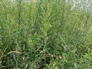 Click to view this image in a large viewer