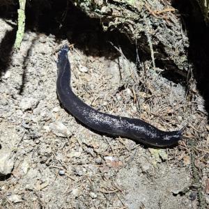 Click to view this image in a large viewer