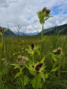 Click to view this image in a large viewer