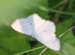 Click to view this image in a large viewer