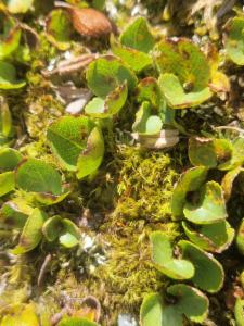 Click to view this image in a large viewer