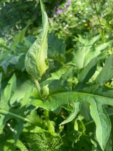 Click to view this image in a large viewer