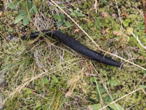 Click to view this image in a large viewer