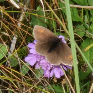 Click to view this image in a large viewer