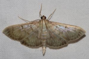 Click to view this image in a large viewer