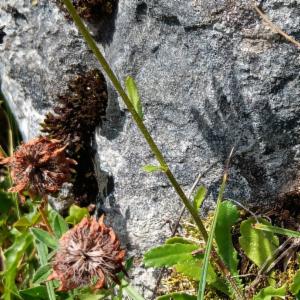 Click to view this image in a large viewer