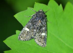 Click to view this image in a large viewer