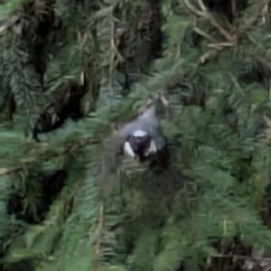 Click to view this image in a large viewer