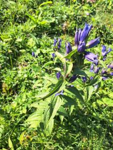 Click to view this image in a large viewer