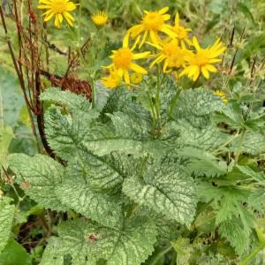 Click to view this image in a large viewer