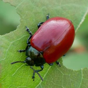 Click to view this image in a large viewer