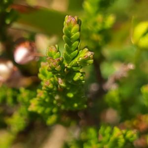 Click to view this image in a large viewer