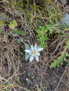 Click to view this image in a large viewer