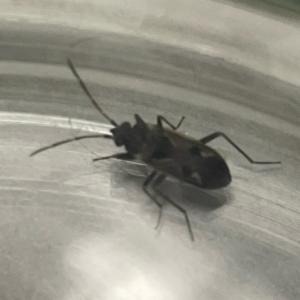 Click to view this image in a large viewer