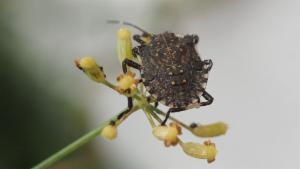 Click to view this image in a large viewer