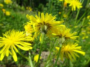 Click to view this image in a large viewer