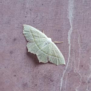 Click to view this image in a large viewer