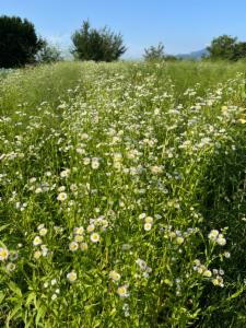 Click to view this image in a large viewer