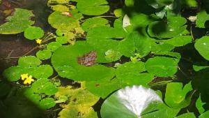 Click to view this image in a large viewer