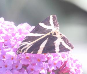 Click to view this image in a large viewer