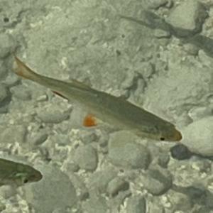 Click to view this image in a large viewer