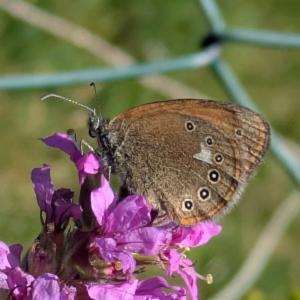 Click to view this image in a large viewer