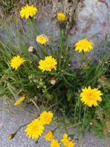 Click to view this image in a large viewer