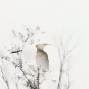 Click to view this image in a large viewer