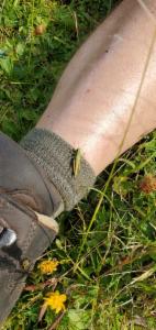 Click to view this image in a large viewer