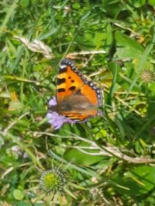 Click to view this image in a large viewer