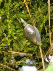 Click to view this image in a large viewer