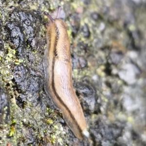 Click to view this image in a large viewer