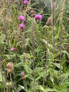 Click to view this image in a large viewer