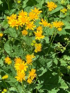 Click to view this image in a large viewer