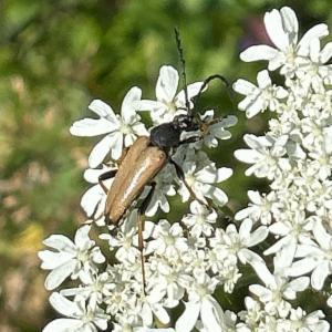 Click to view this image in a large viewer