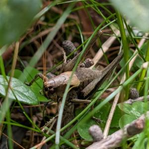 Click to view this image in a large viewer