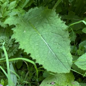 Click to view this image in a large viewer