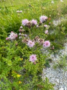 Click to view this image in a large viewer