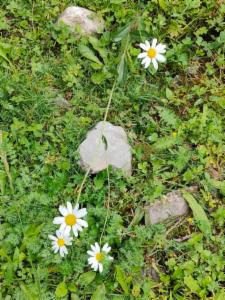 Click to view this image in a large viewer