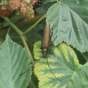 Click to view this image in a large viewer