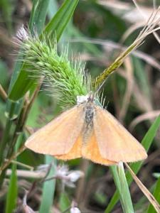 Click to view this image in a large viewer