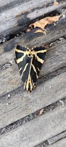 Click to view this image in a large viewer