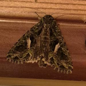 Click to view this image in a large viewer