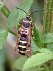 Click to view this image in a large viewer