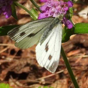 Click to view this image in a large viewer