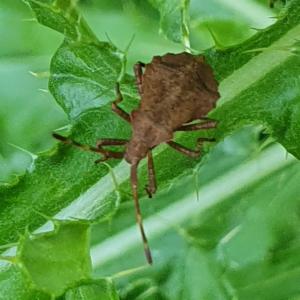 Click to view this image in a large viewer