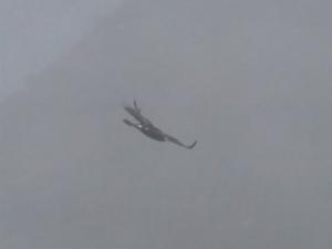 Click to view this image in a large viewer